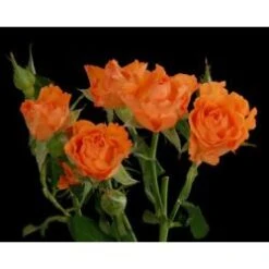 Sweet Heart Rose, Orange