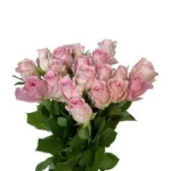 Sweet Heart Rose, Light Pink