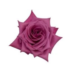 Rose, Fantasy Berry - Light Plum Tones, 50 Cm