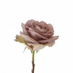 Rose, Amnesia Antique Lavender 40 To 50cm