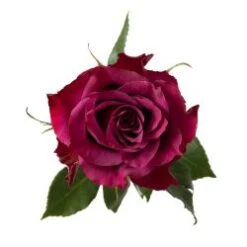 Rose, Ascot - Lavender, 40 To 50cm