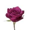 Rose, Blueberry - Dark Lavender, 40cm
