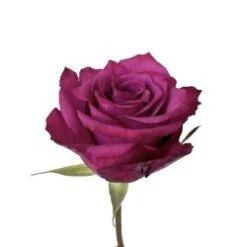 Rose, Blueberry - Dark Lavender, 40cm