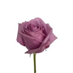 Rose, Cool Water - Lavender, 50cm