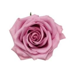 Rose, Cool Water - Lavender, 60 Cm