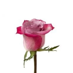 Rose, Deep Purple - Dark Lavender Bi-Color, 60 Cm