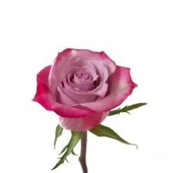 Rose, Deep Purple - Dark Lavender Bi-Color, 50 Cm