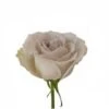 Rose, Early Gray -Gray-lavender Rose With A Greenish Hue, 50 Cm