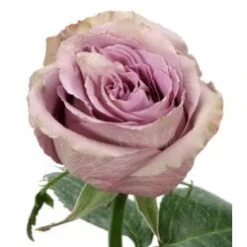 Rose, Grey Knight - Lavender, 50 To 60cm