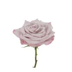 Rose, Sky Garden - Light Silvery Lavender, 50 Cm