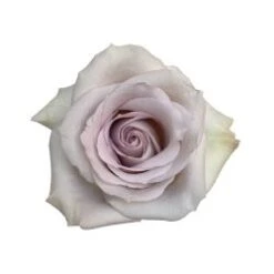 Luminous - Andrea Rose - Pale Silvery Lavender, 50-60 Cm