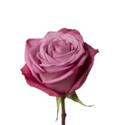 Rose, Moody Blue - Lavender, 50 To 60cm