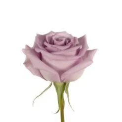 Bulk Rose - Lavender - Minimum 40 Cm
