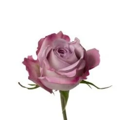 Purple Haze Rose - Light Lavender Open With Class, 40 To 50 Cm