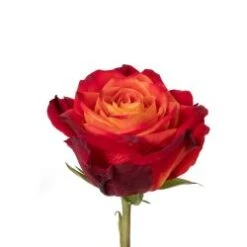 Atomic Rose, 40 To 50cm