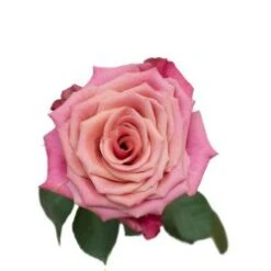 Cold Brew Rose, 40 To 50 Cm, Mauve-Pink