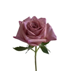 Expresso Rose, 40 To 50 Cm