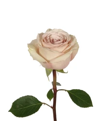 Rose, Pompeiii - Cream & Blush, 50-60 Cm