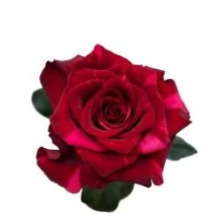 Rose, Red Panther - Kissed By Pink, 60 Cm