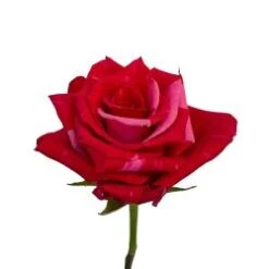 Rose, Pink Puma - 50 Cm