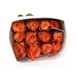 Silantoi Rose, 50 Cm, Dark Yellow With Burgundy Edges