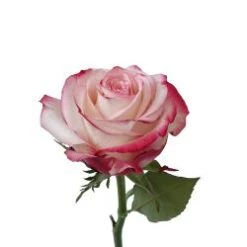 Sweetness Rose Cream With Dark Pink Edges, 50 To 60cm