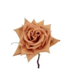 Rose, Toffee - Caramel Coffee Color, 50-60 Cm
