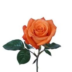 Bittersweet Rose, Huge Heads Vibrant Orange, 40-50cm