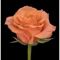 Orange Unique Rose, 60 Cm