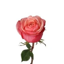 Art Rose Peachy Pink, Huge Heads 40 To 50 Cm