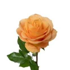 Cuenca Rose Peach, 50 To 60 Cm