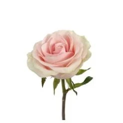 Frutetto Rose, 50 Cm