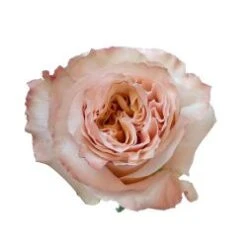 Shimmer - Super Tall 70 Cm ( Peach)