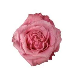 Art Deco Rose Mauve Pink, 40 To 60cm