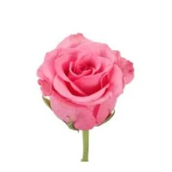 Ballet Rose Pink, 50cm , Pepto Bismol Pink