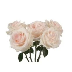 Bridal Akito Rose Blush Pink, 40 To 50cm