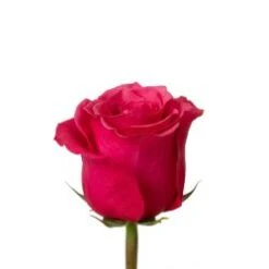 Cherry O 40 Cm Hot Pink