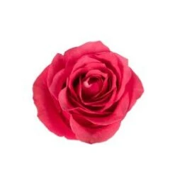 Cherry O Rose Hot Pink, 50 To 60 Cm