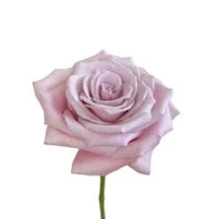 Faith Rose Dusty Pink, 60cm