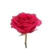 Gotcha Rose, Hot Pink 50-60cm