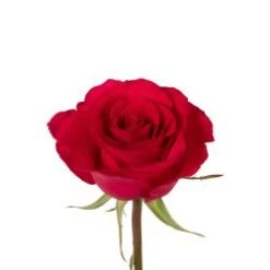 Hot Lady, 50 To 60 Cm