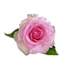 Mandala -Pink 50 To 60 Cm