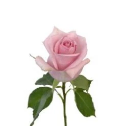 Jessica Rose Light Pink, 50 To 60 Cm