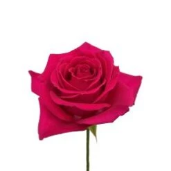 Kiko Rose, 50 To 60cm Hot Pink