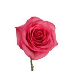 Lola Rose, Vibrant Large Heads Hot Pink, 50 Cm