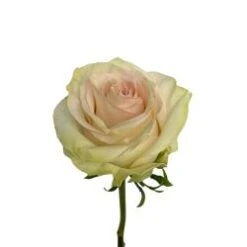 Marzipan Rose Pale Pink, 50 To 60cm Open Very Wide