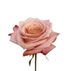 Havana Rose, Dusty Antique Pink, 50 Cm