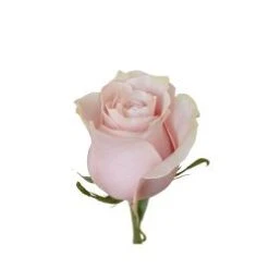 Pink Mondial Rose, 60 Cm