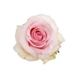 Nena Rose Pale Pink, 40 Cm