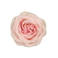 Novia Rose 50 To60 Cm Llight Pink, Open Wide